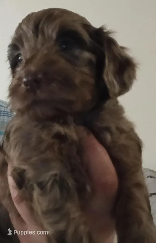 Cocoa – Cavapoo puppy for sale in East Providence, RI