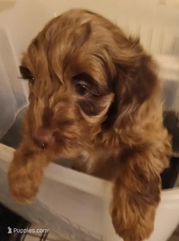 Cocoa – Cavapoo puppy for sale in East Providence, RI