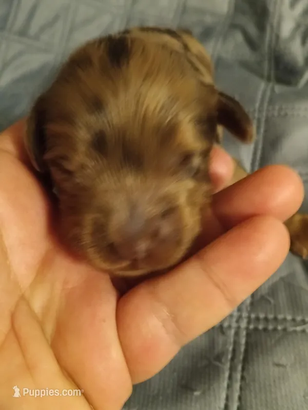 Girl 5, a female Cavapoo for sale in East Providence, RI – Photo 1 of 1