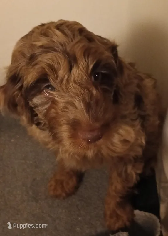 Cocoa – Cavapoo puppy for sale in East Providence, RI
