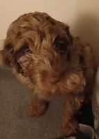 Cocoa, a female Cavapoo for sale in East Providence, RI – 1 of 1