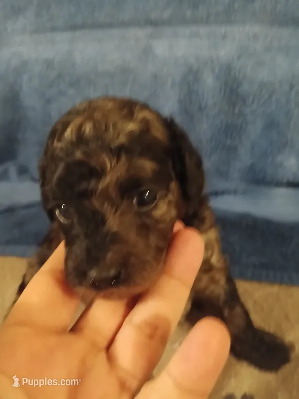 Rover – Cavapoo, Cavalier King Charles Spaniel puppy for sale in East Providence, RI