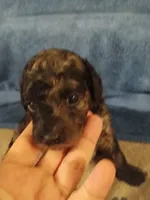 Rover, a male Cavapoo and Cavalier King Charles Spaniel for sale in East Providence, RI – 1 of 1
