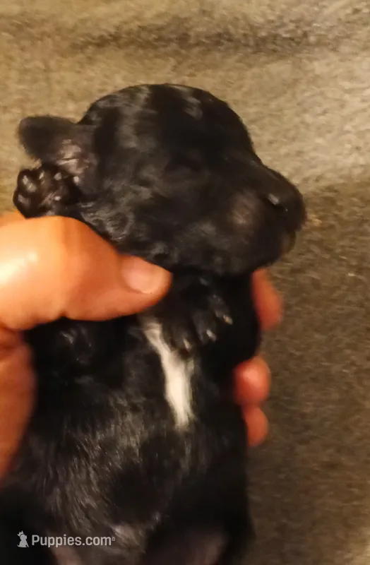 Girl two – Poodle - Miniature  puppy for sale in East Providence, RI