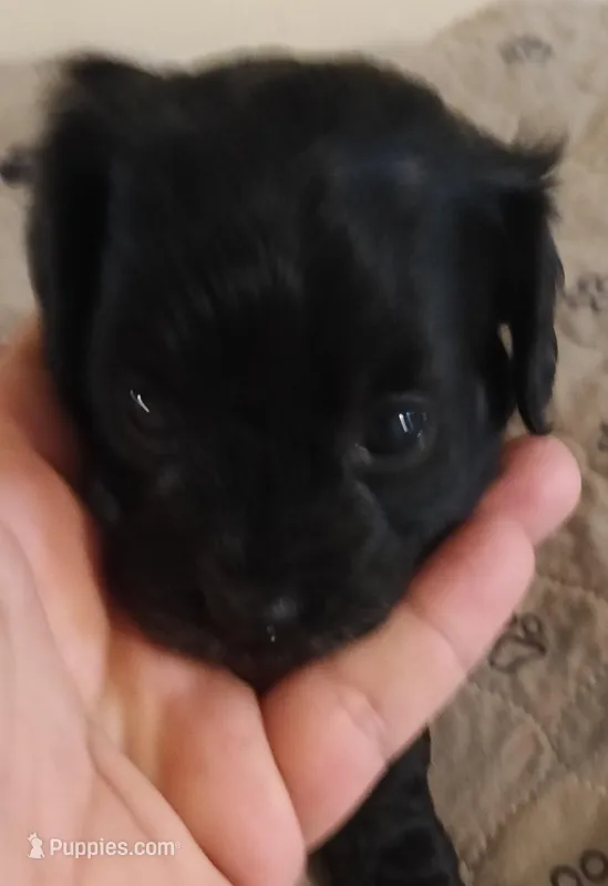 Cookie – Cavapoo, Poodle - Miniature  puppy for sale in East Providence, RI