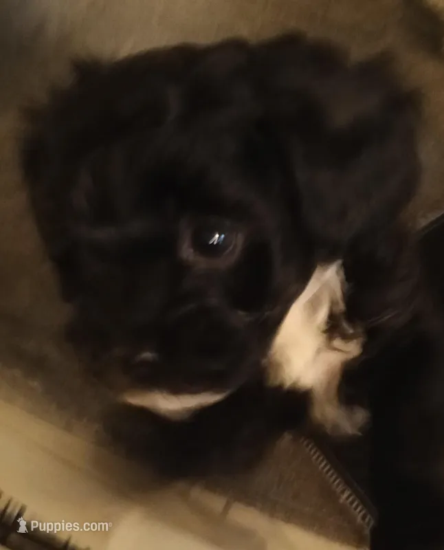 Cookie – Cavapoo, Poodle - Miniature  puppy for sale in East Providence, RI