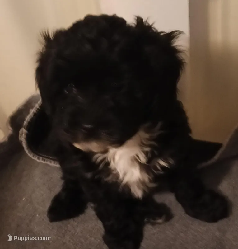 Cookie – Cavapoo, Poodle - Miniature  puppy for sale in East Providence, RI