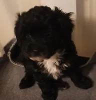 Cookie, a female Cavapoo and Poodle - Miniature  for sale in East Providence, RI – 1 of 1