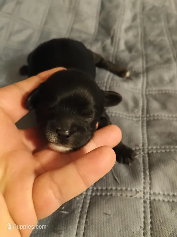 Girl 1, a female Cavapoo and Poodle - Miniature  for sale in East Providence, RI – Photo 1 of 1