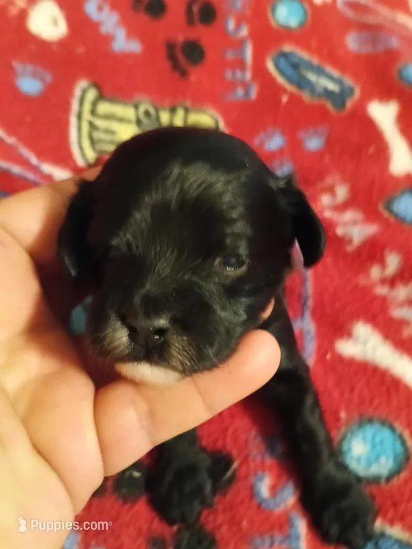 Girl 1 – Cavapoo, Poodle - Miniature  puppy for sale in East Providence, RI