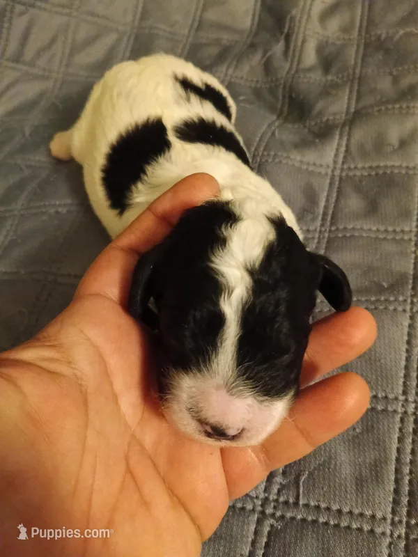 Boy 1, a male Cavapoo and Cavalier King Charles Spaniel for sale in East Providence, RI – Photo 1 of 1