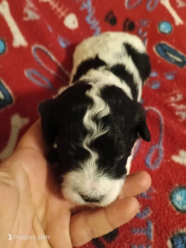 Boy 1 – Cavapoo, Cavalier King Charles Spaniel puppy for sale in East Providence, RI