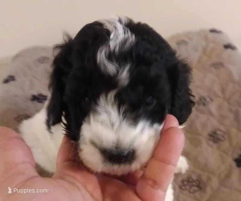 Cadbury – Cavapoo, Cavalier King Charles Spaniel puppy for sale in East Providence, RI