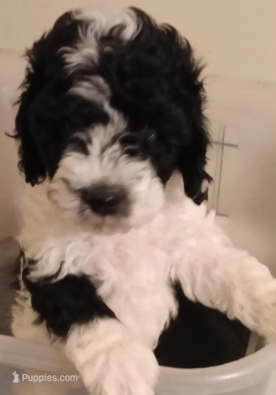 Cadbury – Cavapoo, Cavalier King Charles Spaniel puppy for sale in East Providence, RI