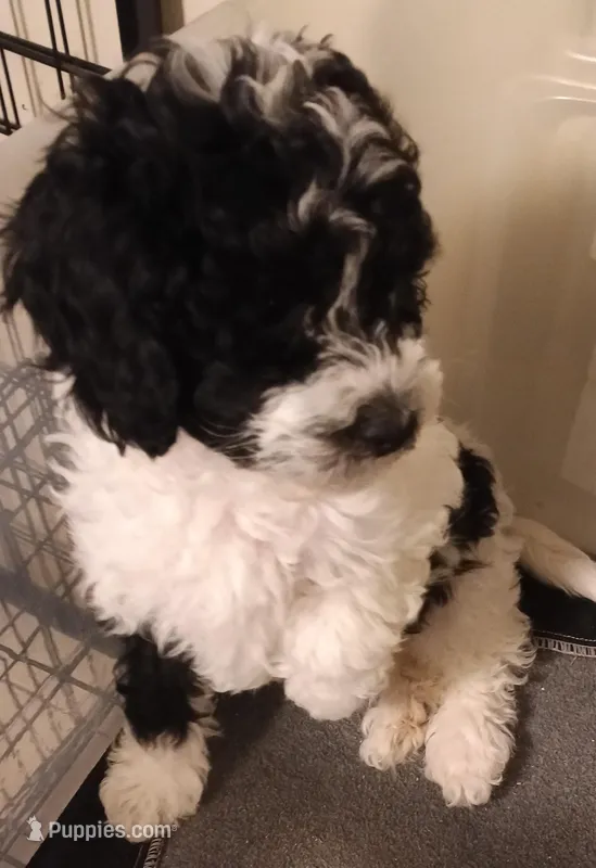 Cadbury – Cavapoo, Cavalier King Charles Spaniel puppy for sale in East Providence, RI