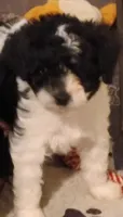 Boy one, a male Poodle - Miniature  for sale in East Providence, RI – 1 of 1