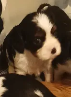 Boy 3, a male Cavalier King Charles Spaniel for sale in East Providence, RI – 1 of 1
