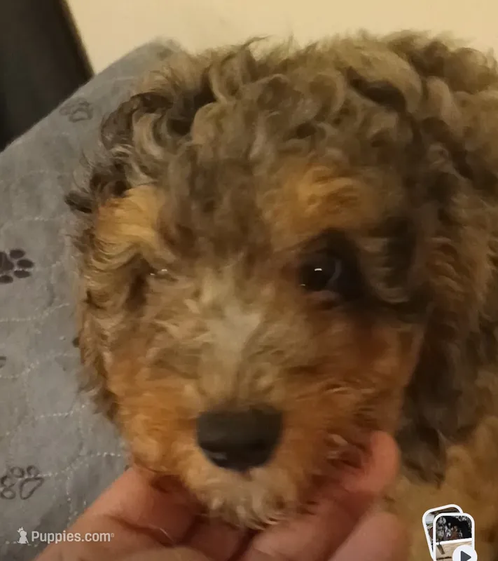 Boy two – Poodle - Miniature  puppy for sale in East Providence, RI