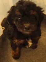 Boy four, a male Poodle - Miniature  for sale in East Providence, RI – 1 of 1