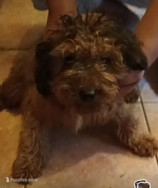 Violet – Cavapoo, Cavalier King Charles Spaniel puppy for sale in East Providence, RI