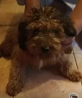Violet, a female Cavapoo and Cavalier King Charles Spaniel for sale in East Providence, RI – 1 of 1