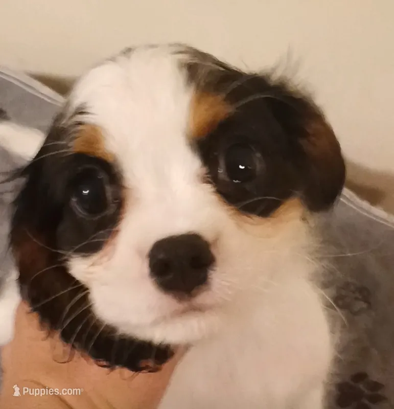 Boy 2 – Cavalier King Charles Spaniel puppy for sale in East Providence, RI