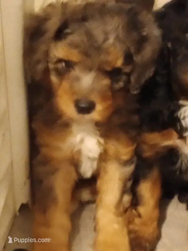 Boy two – Poodle - Miniature  puppy for sale in East Providence, RI
