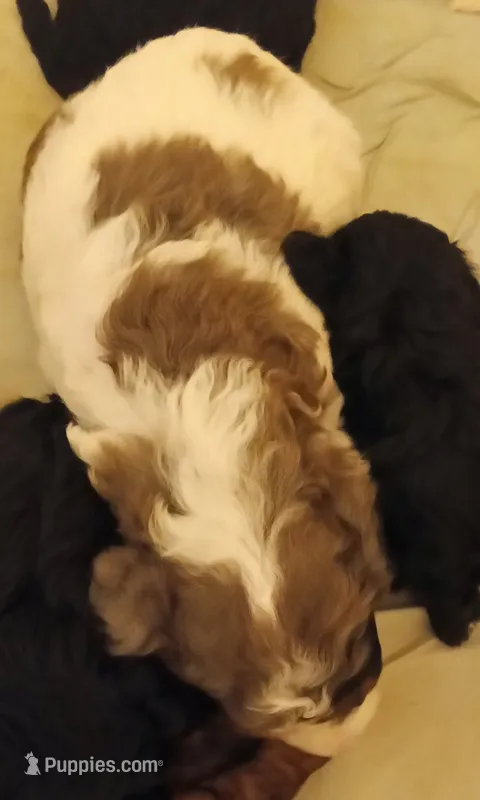 Boy three – Poodle - Miniature  puppy for sale in East Providence, RI