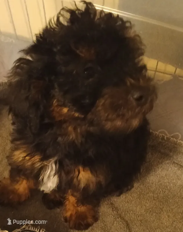 Boy four – Poodle - Miniature  puppy for sale in East Providence, RI