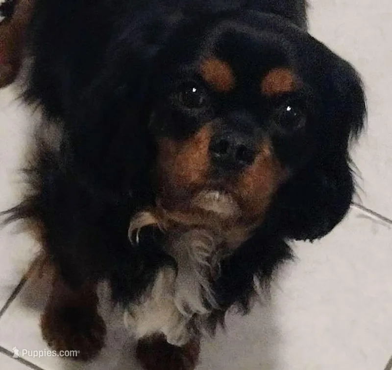 Cavalier King Charles puppy, a  Cavalier King Charles Spaniel for sale in East Providence, RI – Photo 1 of 1