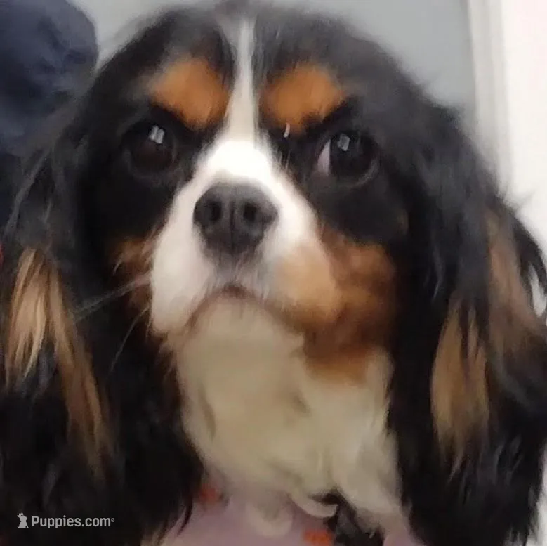 Cavalier King Charles puppy – Cavalier King Charles Spaniel puppy for sale in East Providence, RI