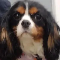 Cavalier King Charles puppy, a  Cavalier King Charles Spaniel for sale in East Providence, RI – 1 of 1