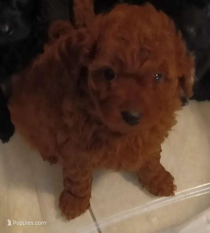 Hopper – Cavapoo, Cavalier King Charles Spaniel puppy for sale in East Providence, RI