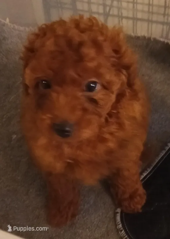 Hopper – Cavapoo, Cavalier King Charles Spaniel puppy for sale in East Providence, RI