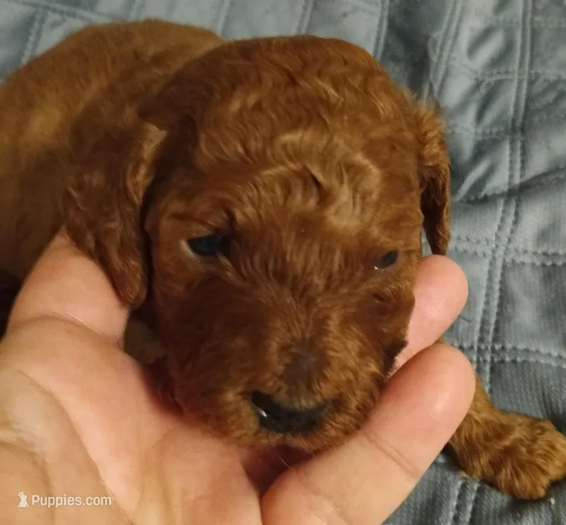 Boy two, a male Cavapoo and Cavalier King Charles Spaniel for sale in East Providence, RI – Photo 1 of 1