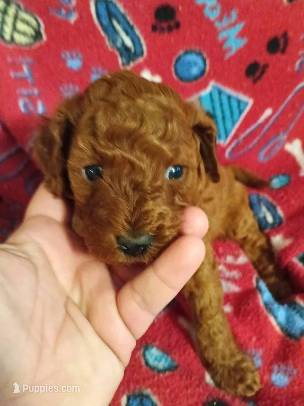 Boy two – Cavapoo, Cavalier King Charles Spaniel puppy for sale in East Providence, RI