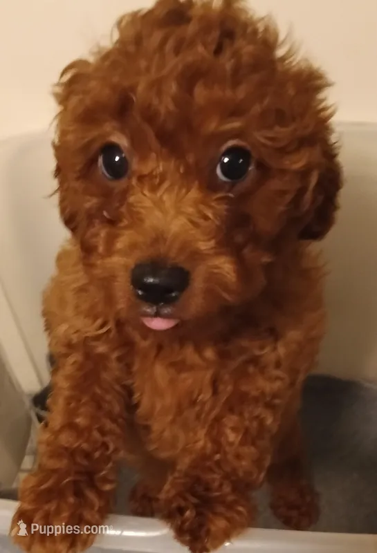 Hopper – Cavapoo, Cavalier King Charles Spaniel puppy for sale in East Providence, RI