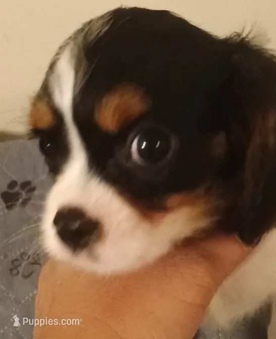 Boy 3 – Cavalier King Charles Spaniel puppy for sale in East Providence, RI