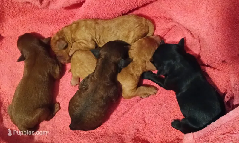 Girl one – Cavapoo puppy for sale in East Providence, RI
