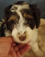 Milo, a male Cavapoo and Poodle - Miniature  for sale in East Providence, RI – 1 of 2