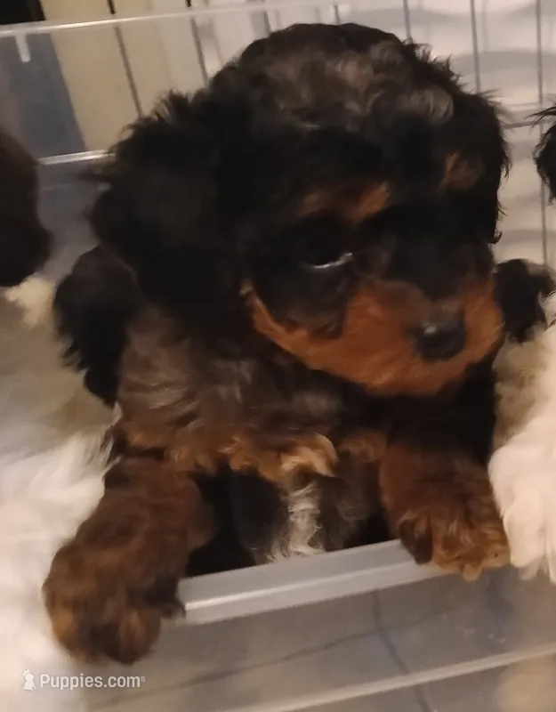 Daisy – Cavapoo, Cavalier King Charles Spaniel puppy for sale in East Providence, RI