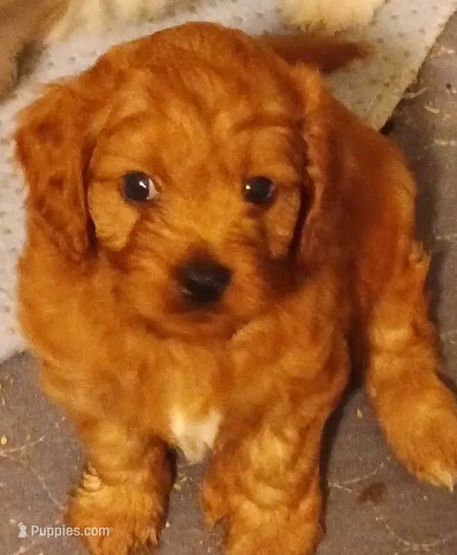 Boy one – Cavapoo puppy for sale in East Providence, RI