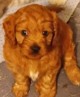 Boy one, a male Cavapoo for sale in East Providence, RI – 1 of 1