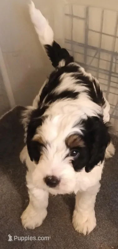 Peep – Cavapoo, Poodle - Miniature  puppy for sale in East Providence, RI