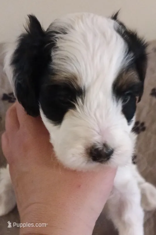 Peep – Cavapoo, Poodle - Miniature  puppy for sale in East Providence, RI