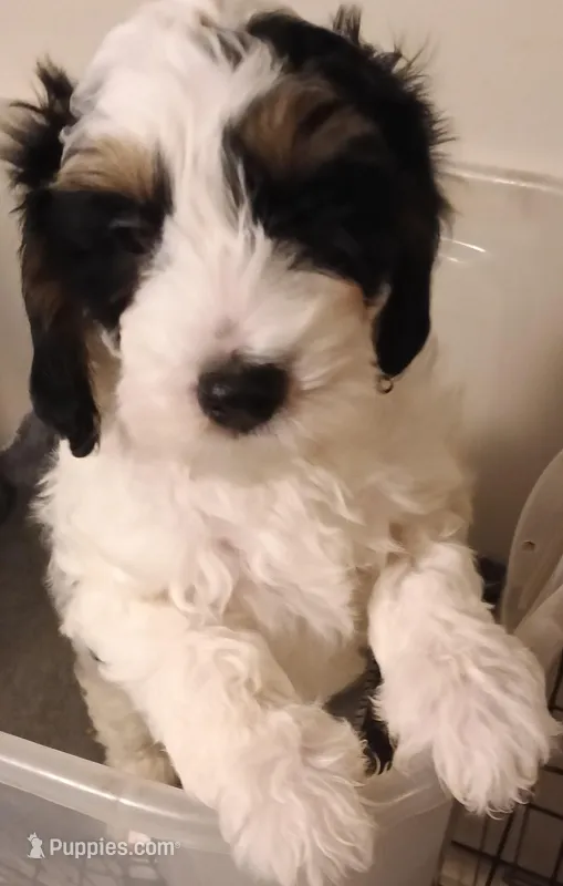 Peep – Cavapoo, Poodle - Miniature  puppy for sale in East Providence, RI