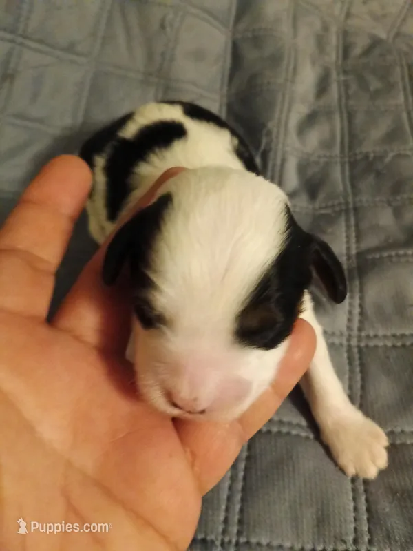 Boy 2, a male Cavapoo and Poodle - Miniature  for sale in East Providence, RI – Photo 1 of 1