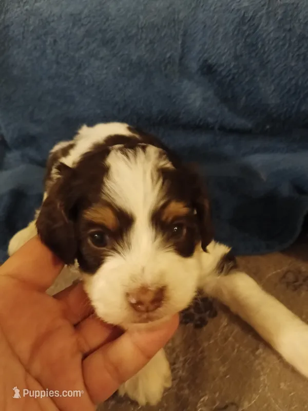 Milo – Cavapoo puppy for sale in East Providence, RI