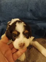 Milo, a male Cavapoo for sale in East Providence, RI – 1 of 1