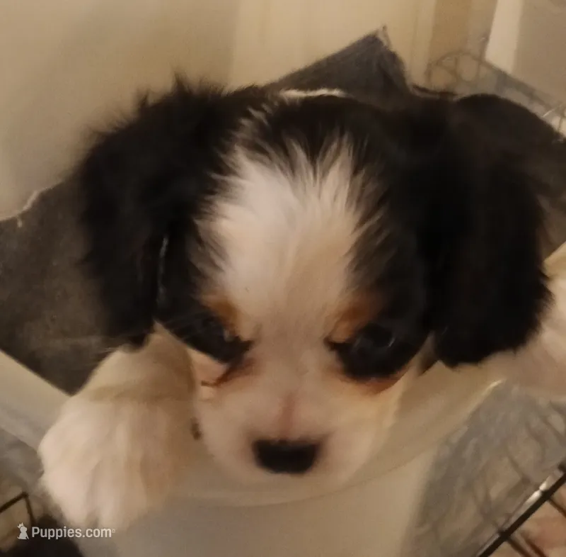 Boy 2 – Cavalier King Charles Spaniel puppy for sale in East Providence, RI